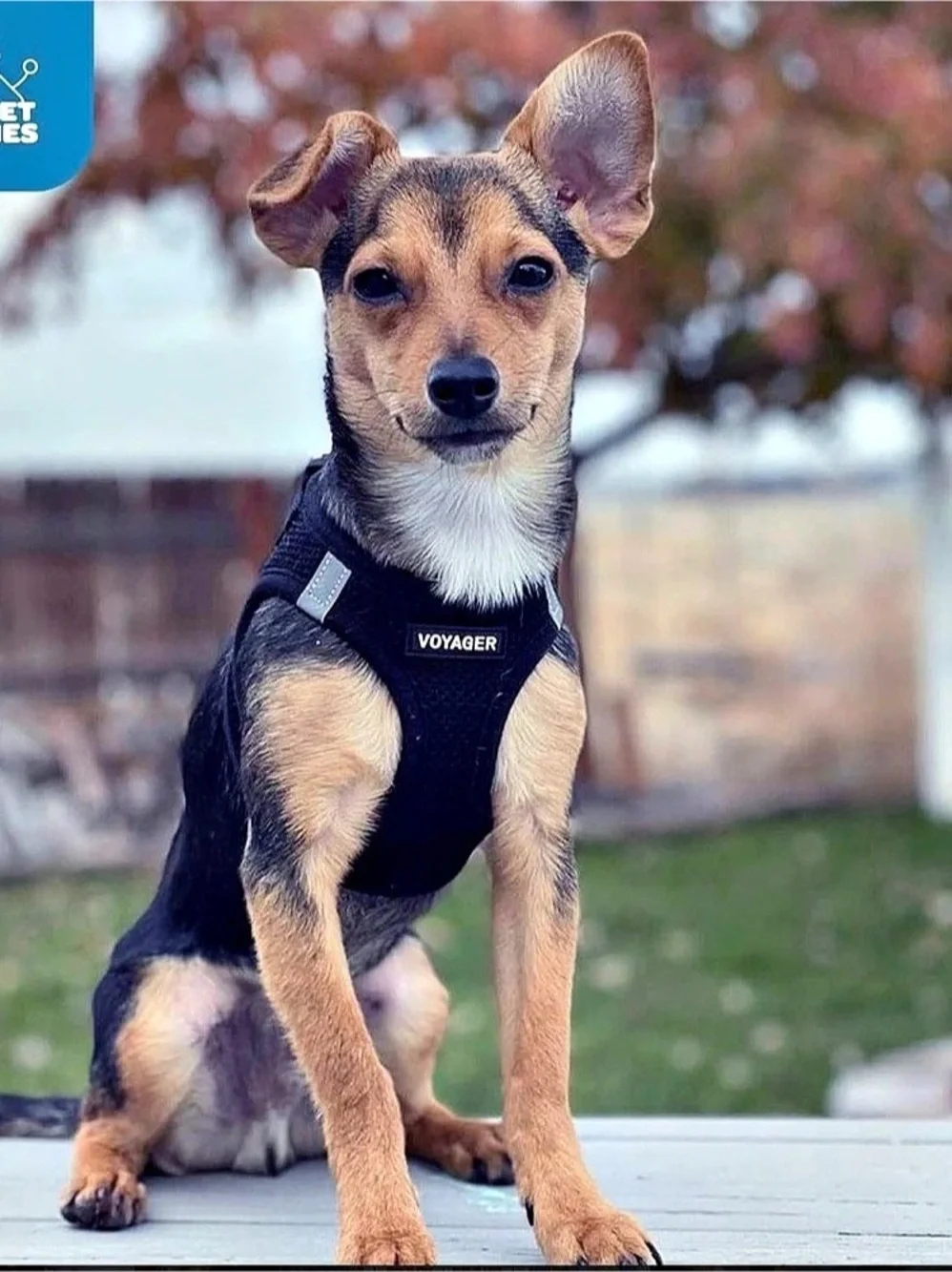 New. Voyager Step-In Air Dog Harness XL Black Breathable Mesh